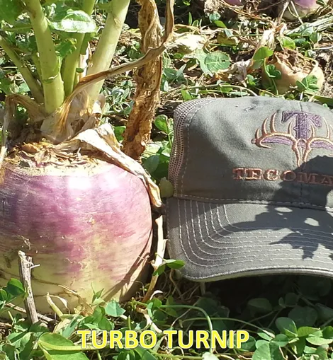 Tecomate Turbo Turnip